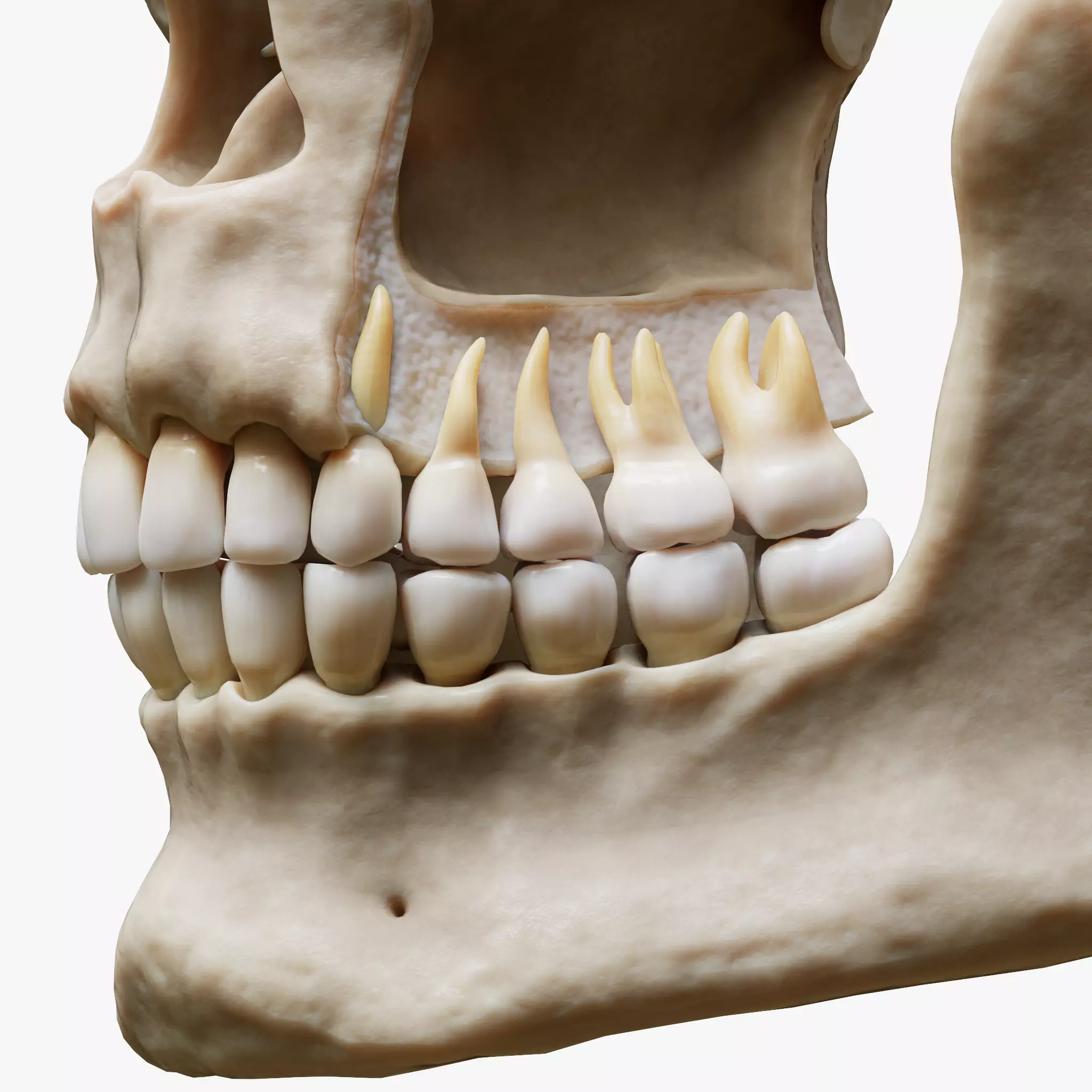 Tooth Structure Bone Anatomy  Low-poly 3D model_0