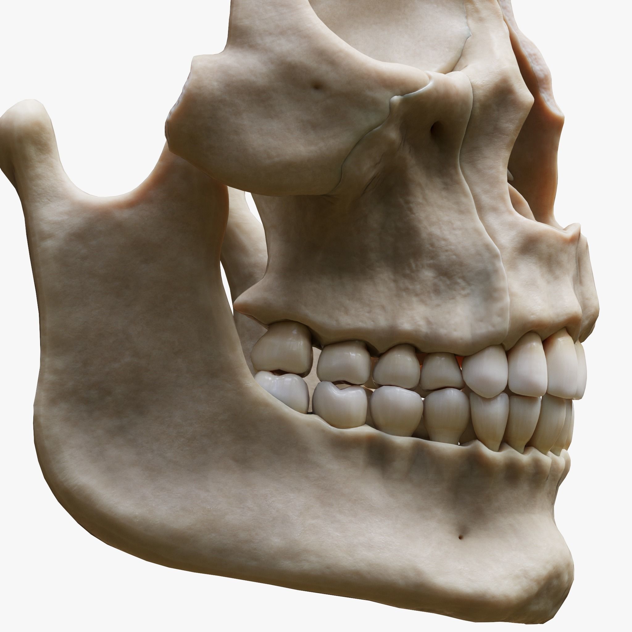Tooth Structure Bone Anatomy  Low-poly 3D model_4