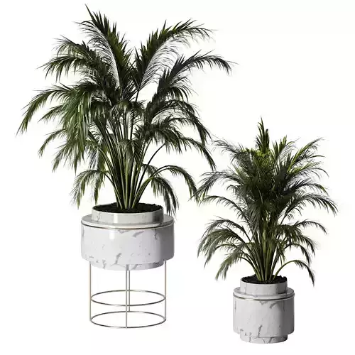 Indoor Plants-Fern set