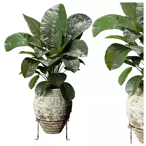 Indoor Plants-Elephant  fround