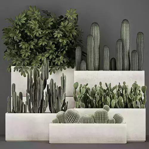 Decorative cactus in a black pot for the interior 1067 3D model