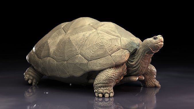 Tortoise by CMW 3D print model
