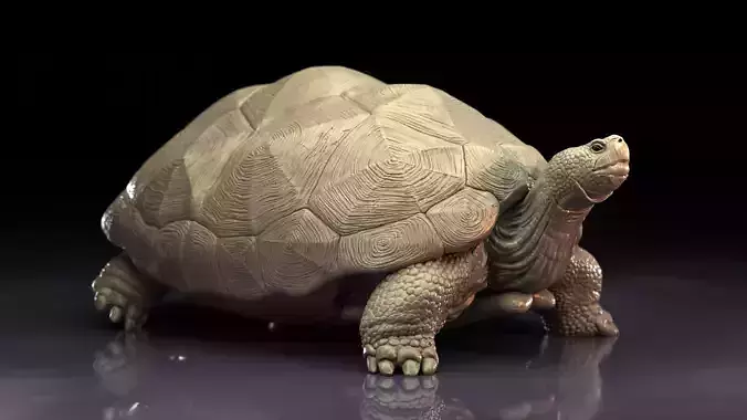 Tortoise by CMW 3D print model