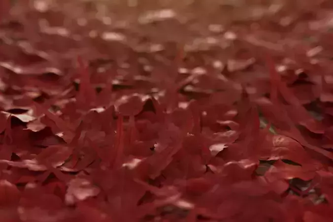 Realistic Japanese Maple Leaves Pack - Atropurpureum