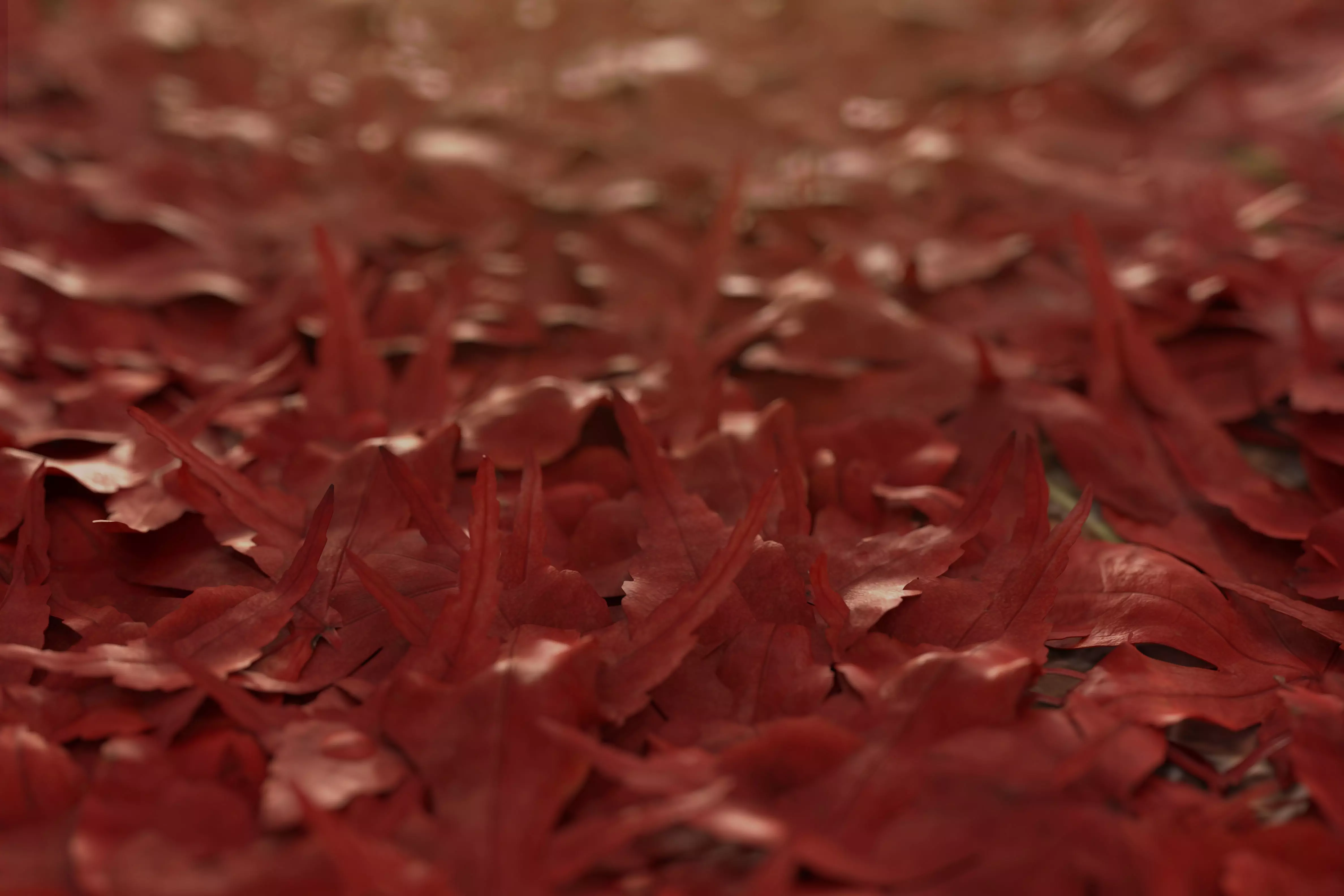 Realistic Japanese Maple Leaves Pack - Atropurpureum Low-poly 3D model