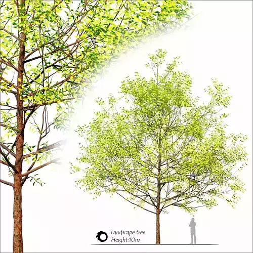 Landscape tree