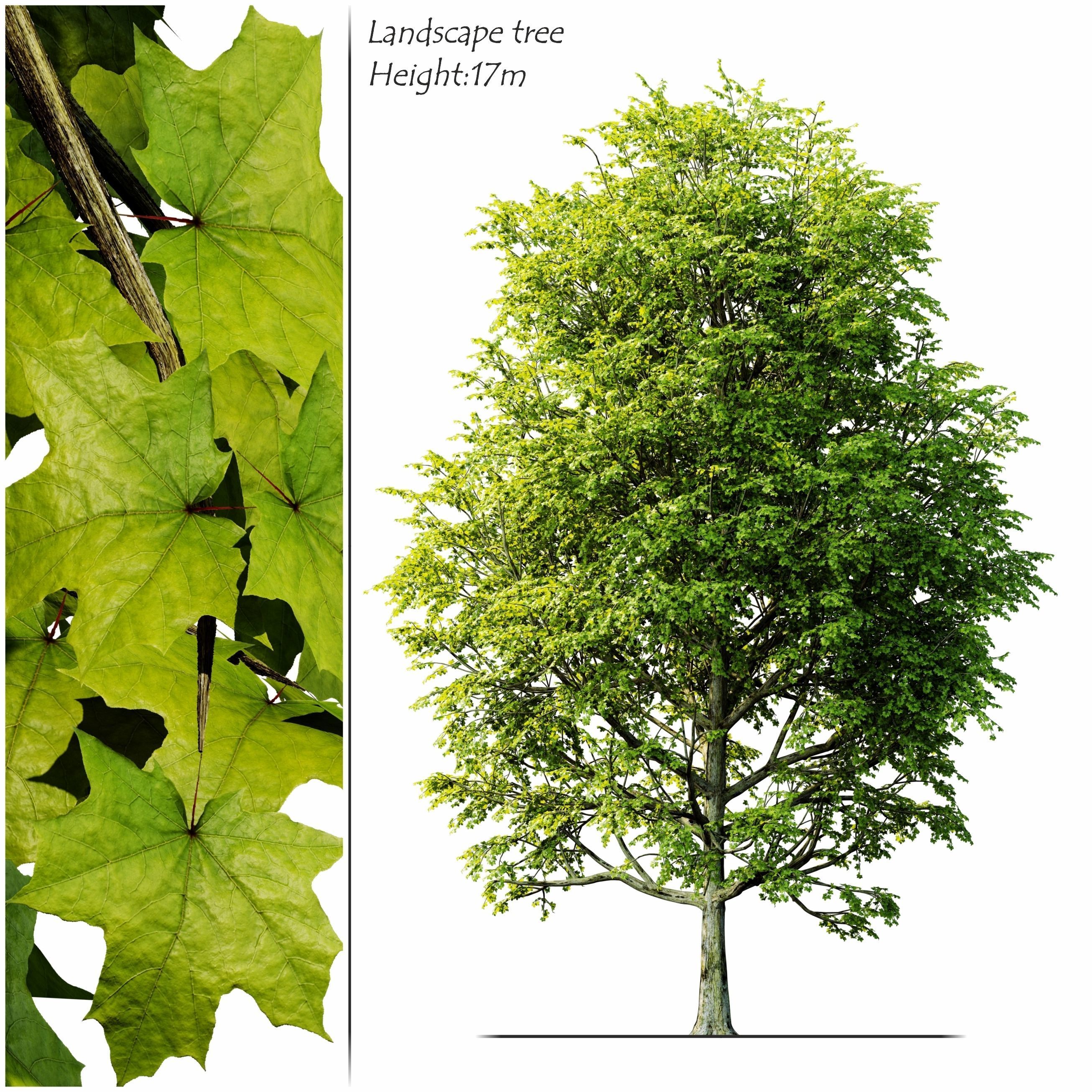 landscape tree 3D model_1