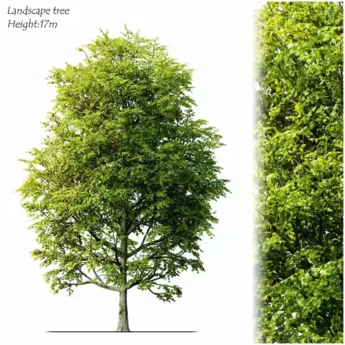 landscape tree 3D model