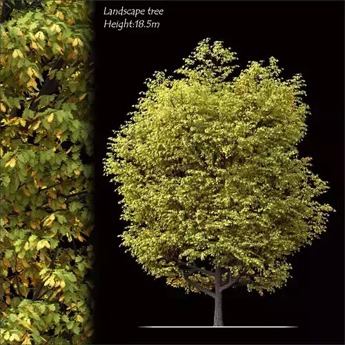Landscape tree