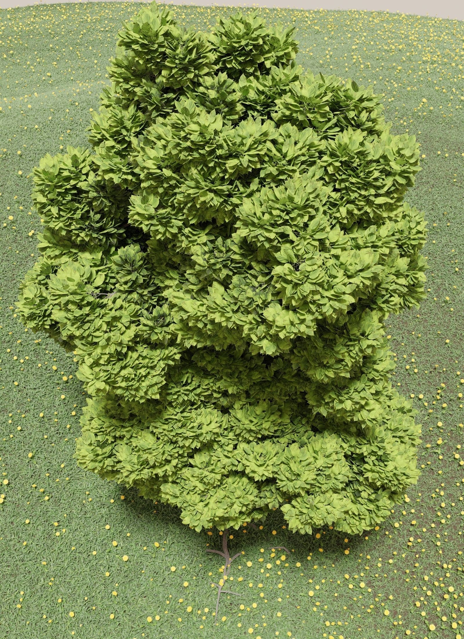 Tree with foliage from large-leaved hydrangea ver 0-0 3D model_4