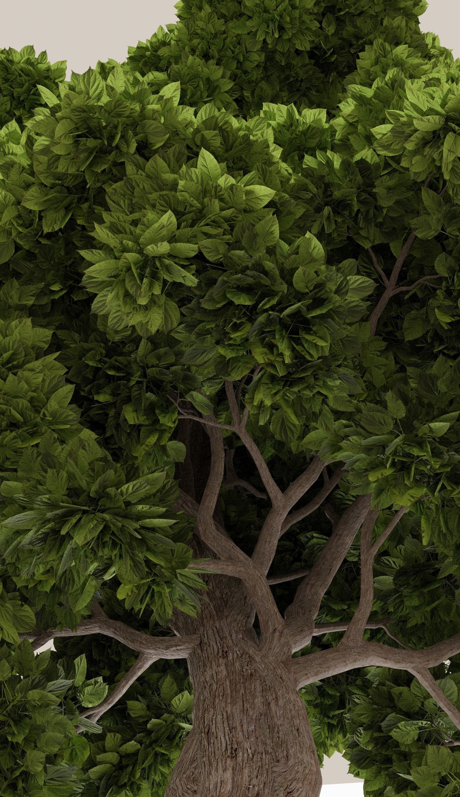 Tree with foliage from large-leaved hydrangea ver 0-0 3D model_2