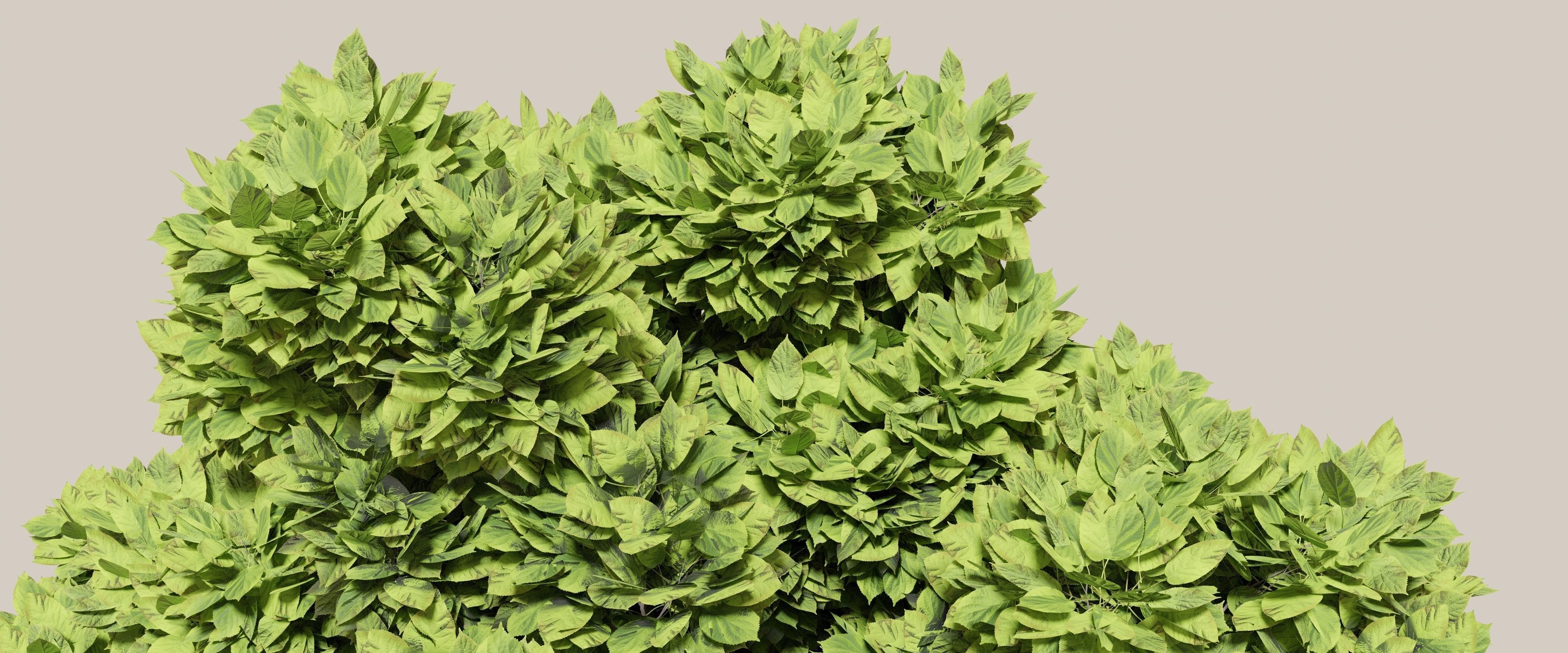 Tree with foliage from large-leaved hydrangea ver 0-0 3D model_3