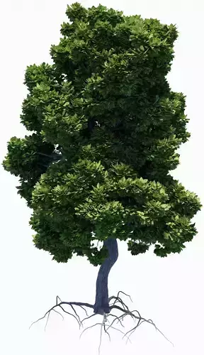 Tree with foliage from large-leaved hydrangea ver 0-0