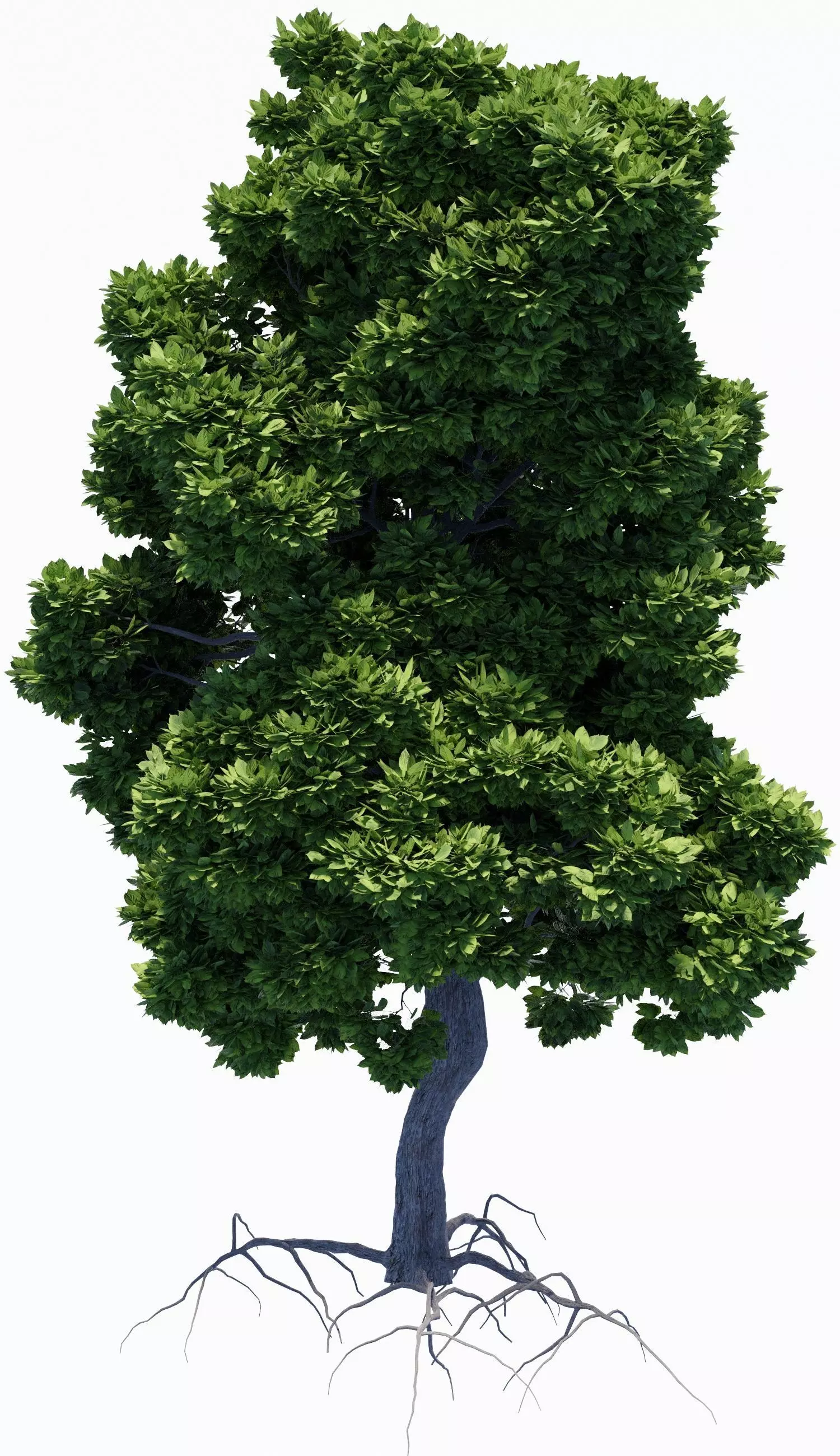 Tree with foliage from large-leaved hydrangea ver 0-0 3D model_0