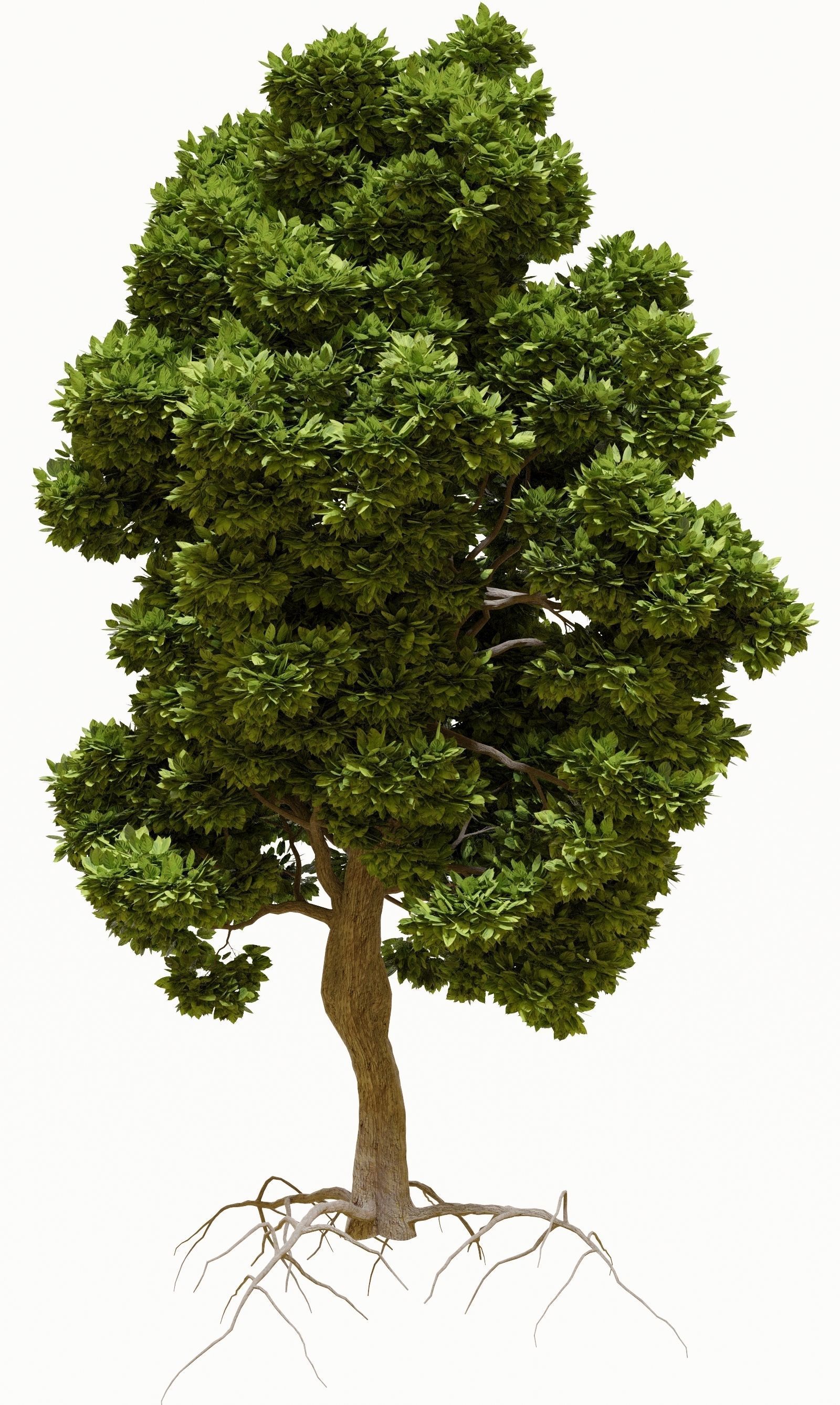 Tree with foliage from large-leaved hydrangea ver 0-0 3D model_5