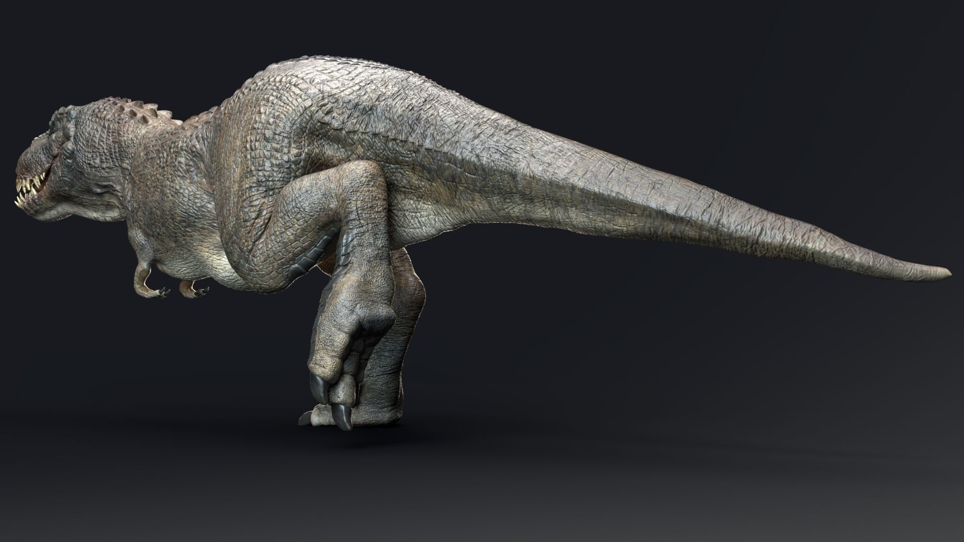 Dinosaur Theropod Rex Model Low-poly 3D model_17