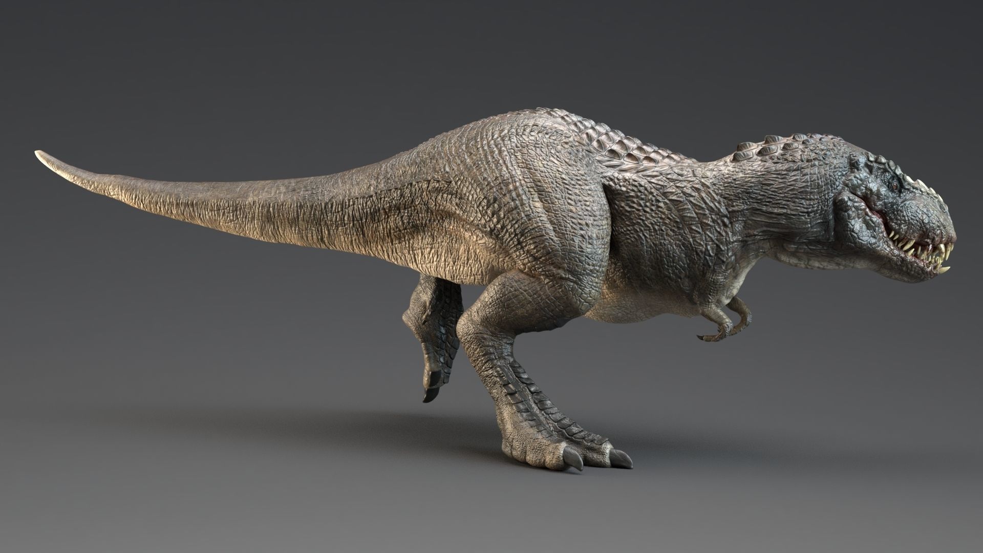 Dinosaur Theropod Rex Model Low-poly 3D model_16