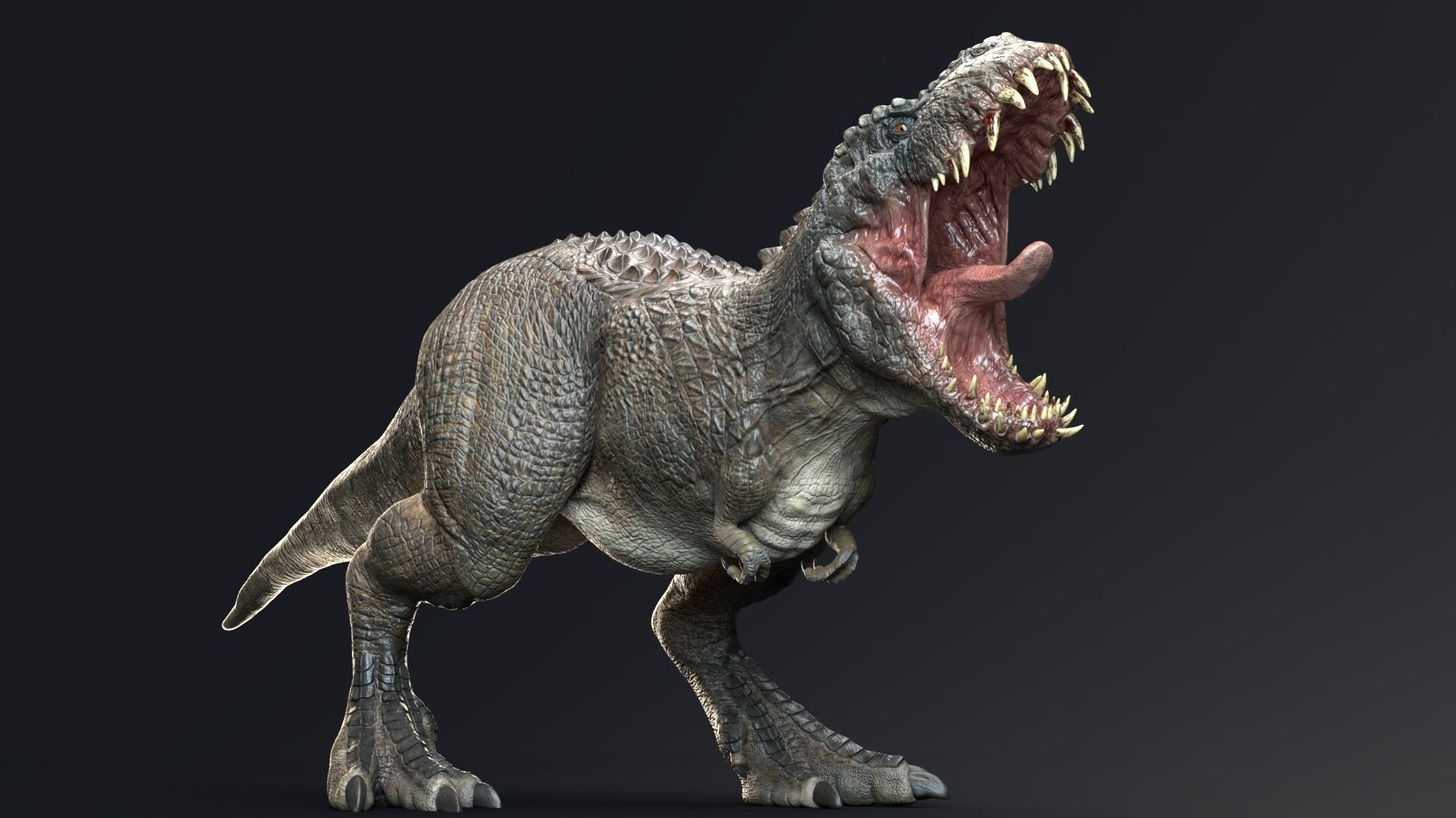 Dinosaur Theropod Rex Model Low-poly 3D model_26