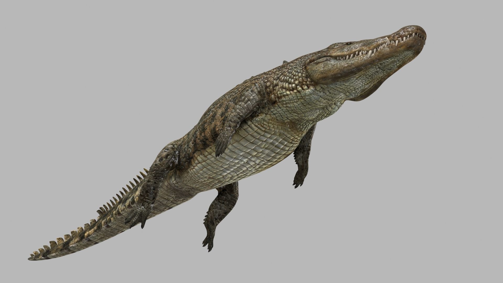 Crocodile PRO - 8K 3D Animated Crocodile Model   3D model_10