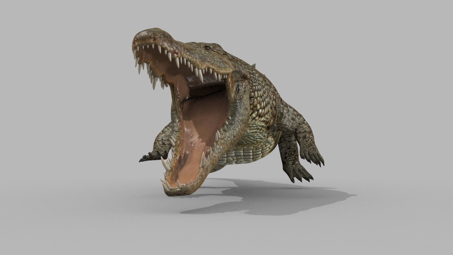 Crocodile PRO - 8K 3D Animated Crocodile Model   3D model_16