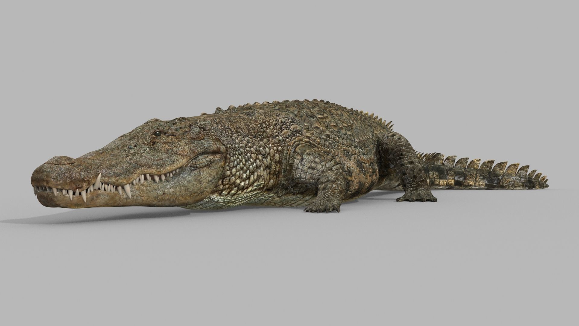 Crocodile PRO - 8K 3D Animated Crocodile Model   3D model_19