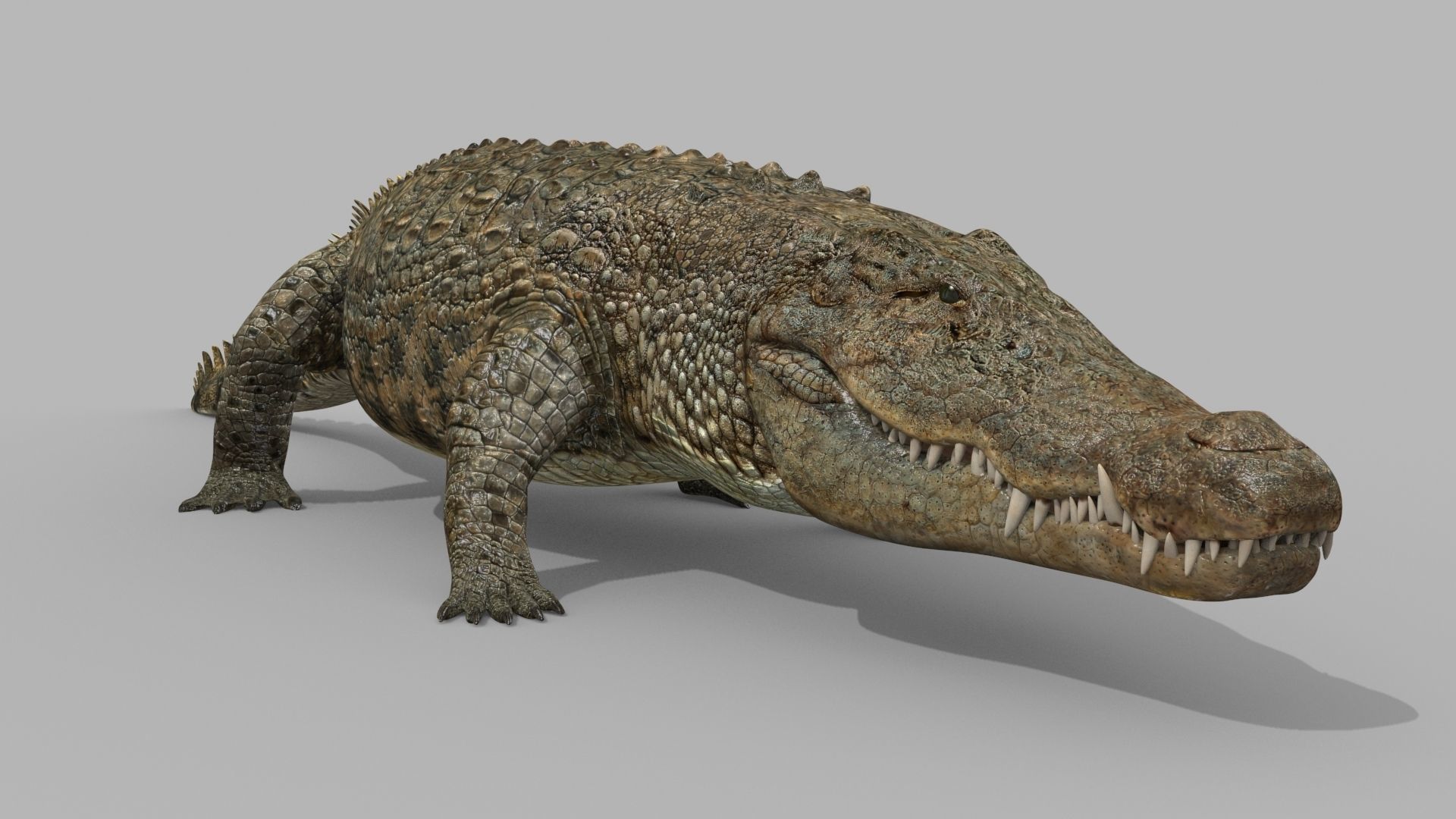 Crocodile PRO - 8K 3D Animated Crocodile Model   3D model_20
