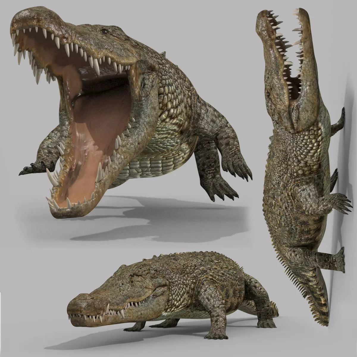 Crocodile PRO - 8K 3D Animated Crocodile Model   3D model_0