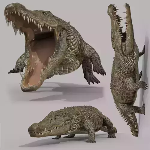 Crocodile PRO - 8K 3D Animated Crocodile Model   3D model