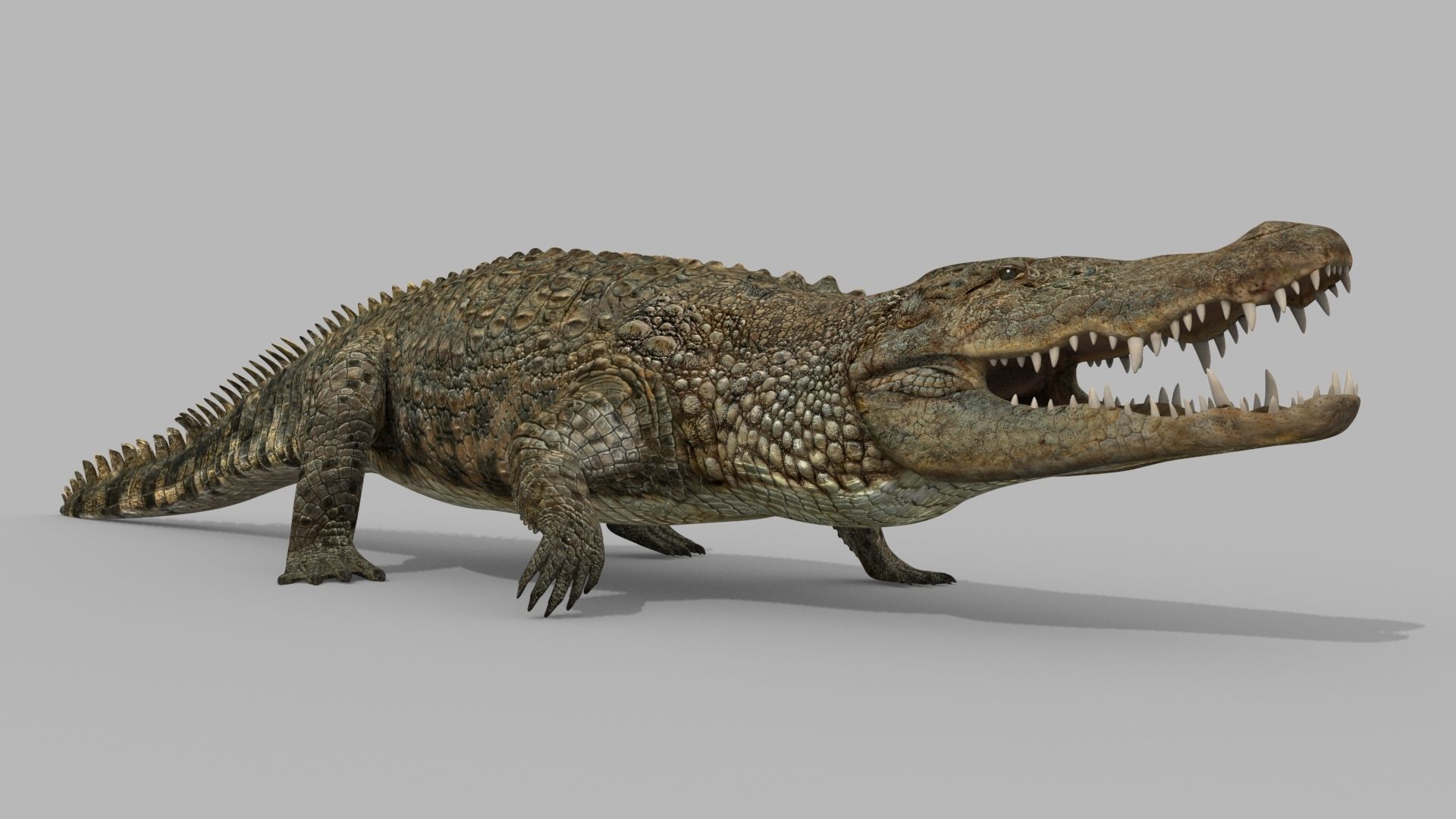 Crocodile PRO - 8K 3D Animated Crocodile Model   3D model_23