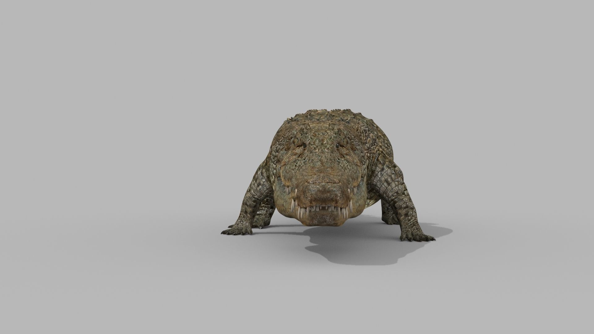 Crocodile PRO - 8K 3D Animated Crocodile Model   3D model_18