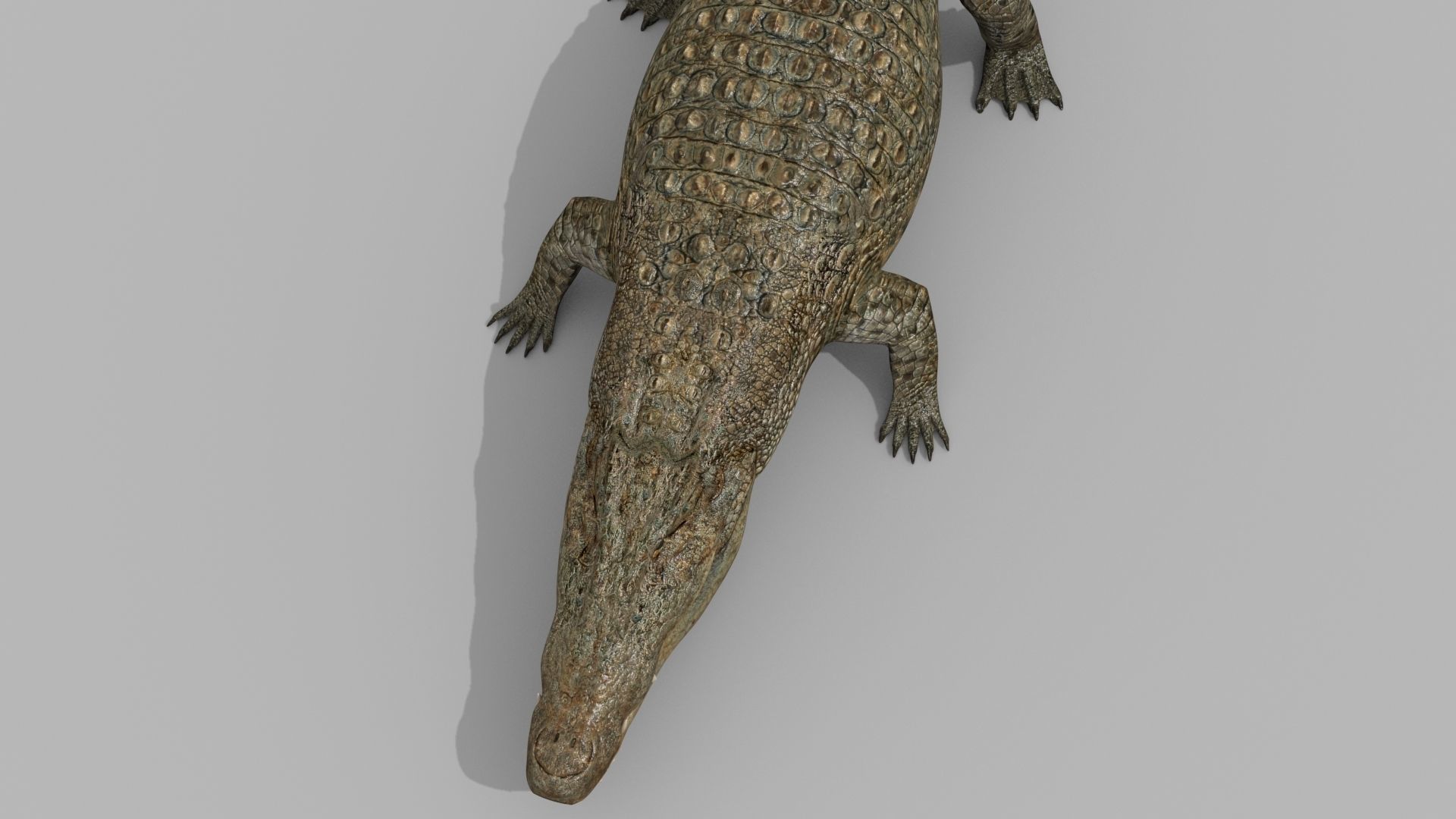 Crocodile PRO - 8K 3D Animated Crocodile Model   3D model_17