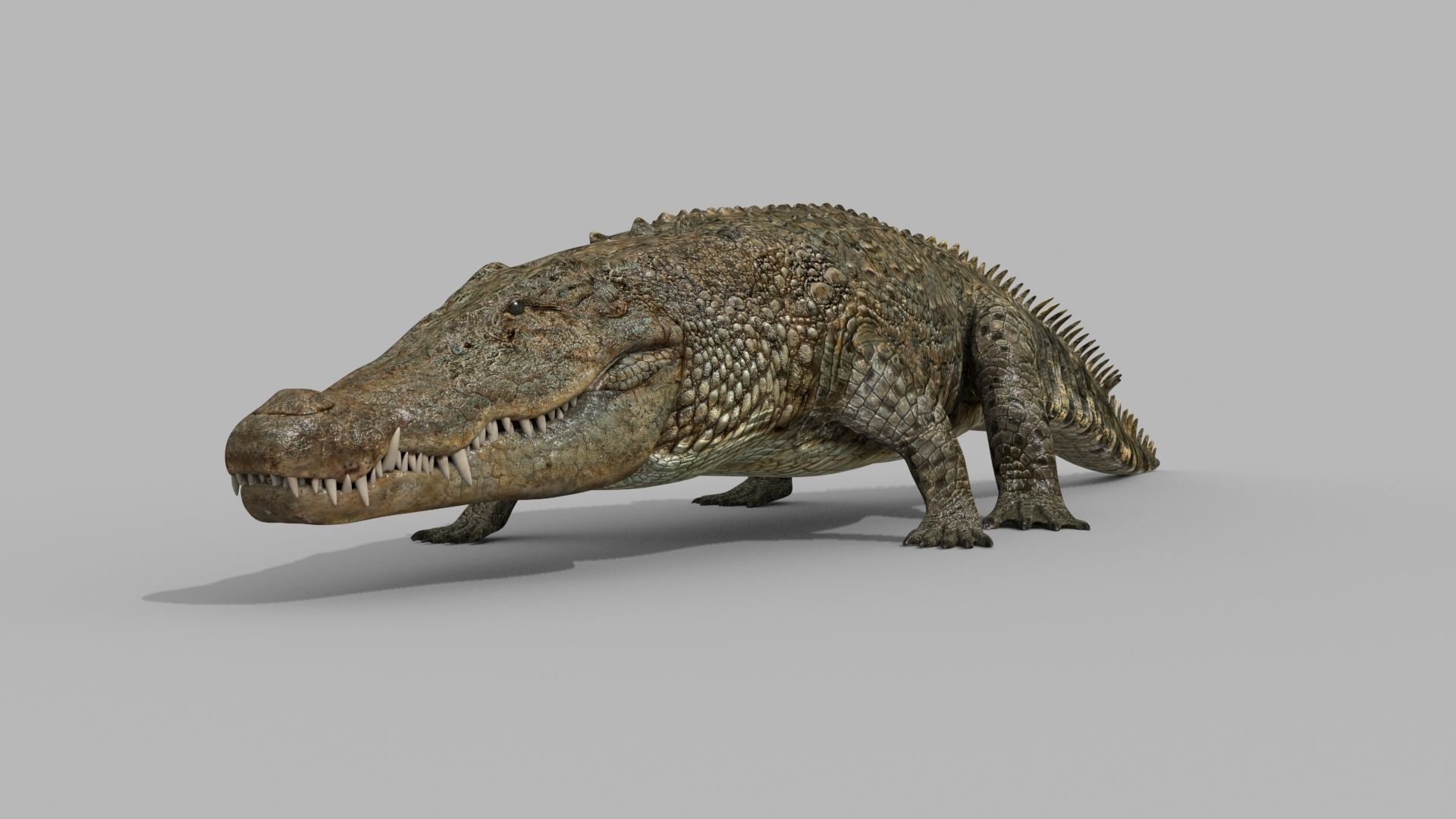 Crocodile PRO - 8K 3D Animated Crocodile Model   3D model_24