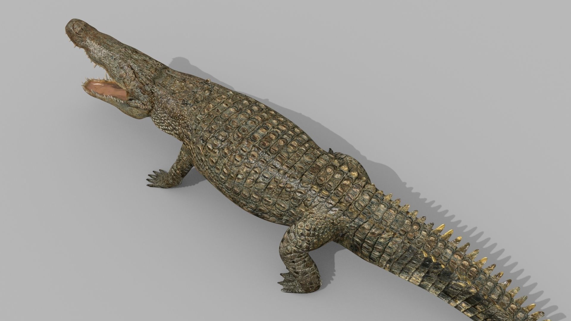 Crocodile PRO - 8K 3D Animated Crocodile Model   3D model_15