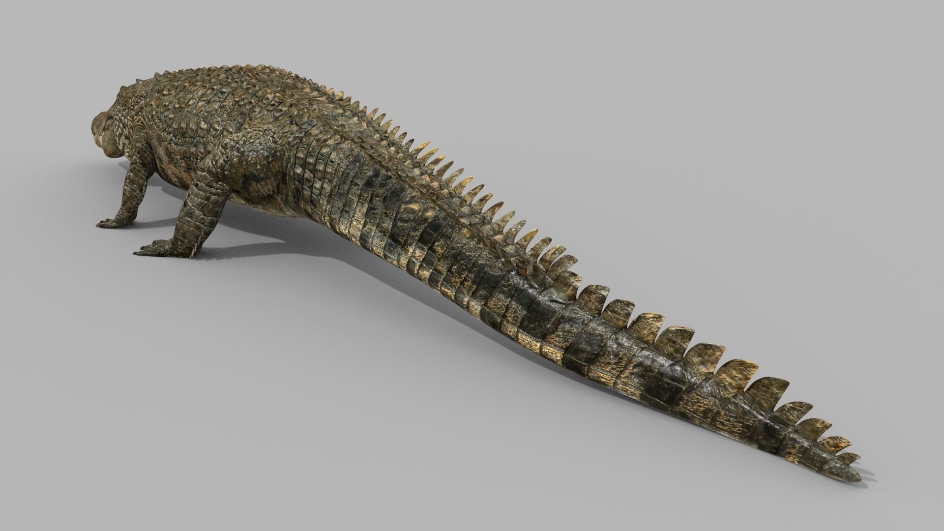 Crocodile PRO - 8K 3D Animated Crocodile Model   3D model_13