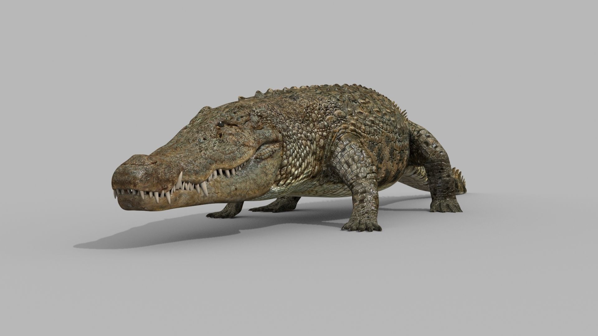 Crocodile PRO - 8K 3D Animated Crocodile Model   3D model_11