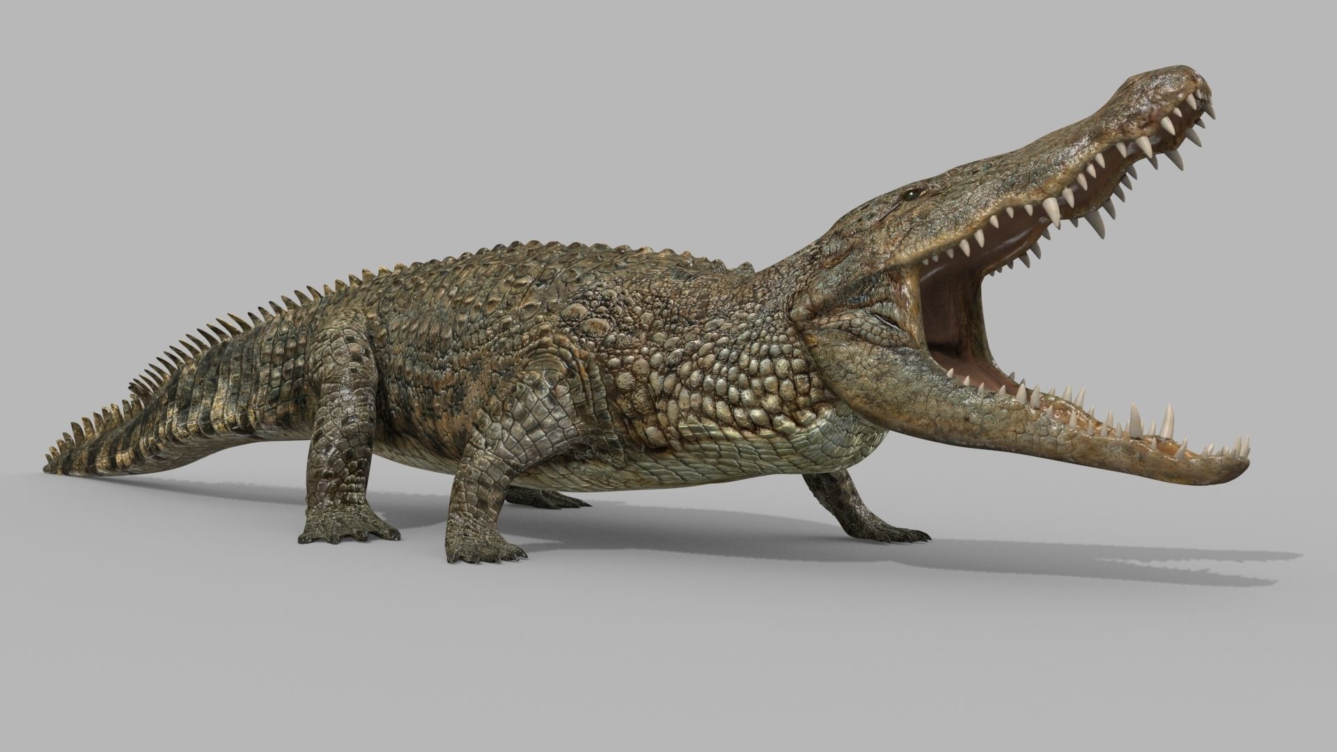 Crocodile PRO - 8K 3D Animated Crocodile Model   3D model_21