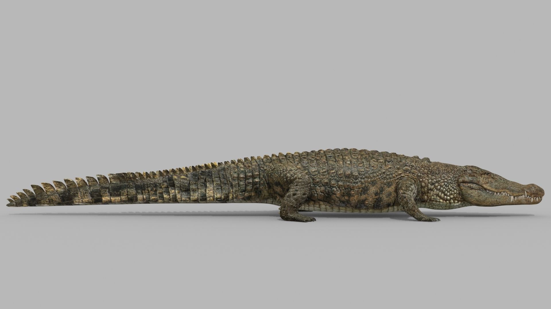 Crocodile PRO - 8K 3D Animated Crocodile Model   3D model_22