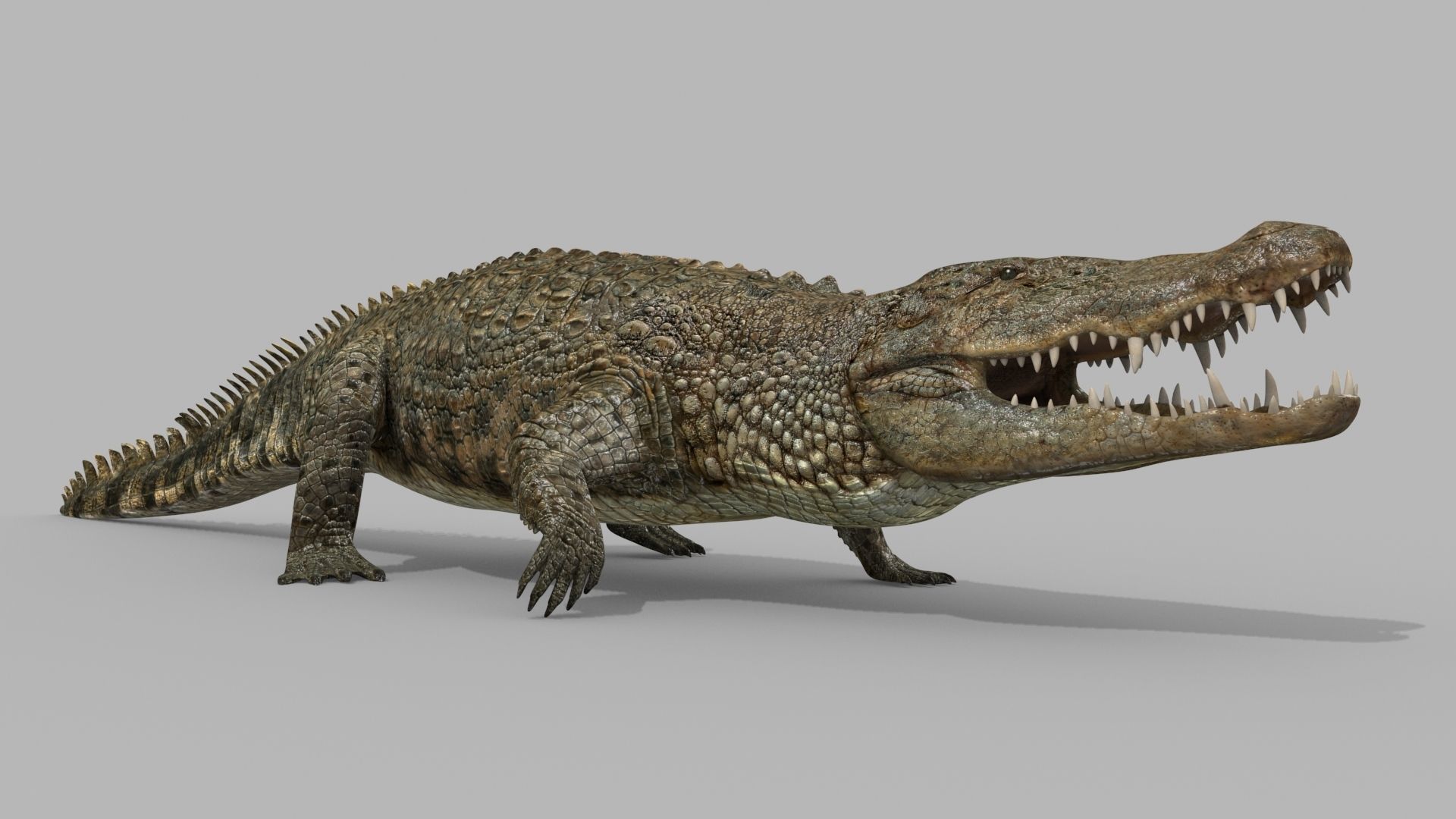 Crocodile PRO - 8K 3D Animated Crocodile Model   3D model_8