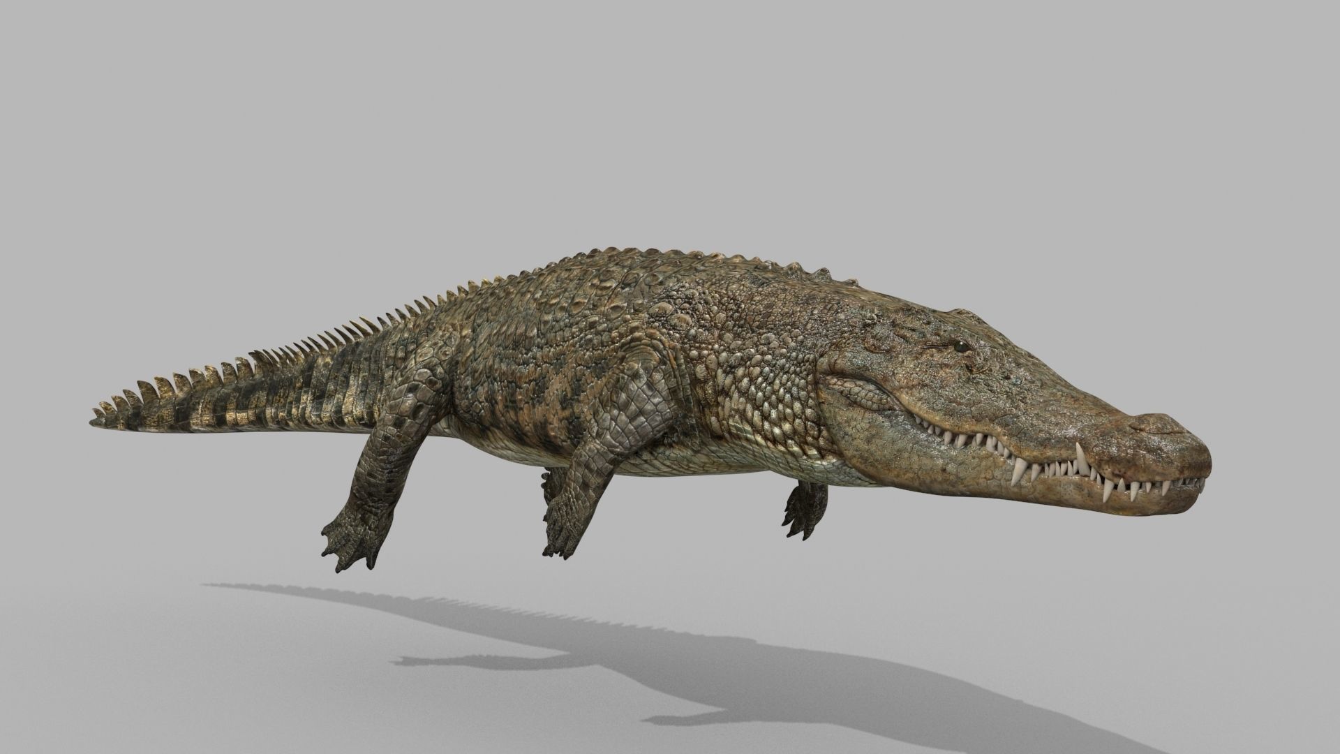Crocodile PRO - 8K 3D Animated Crocodile Model   3D model_25