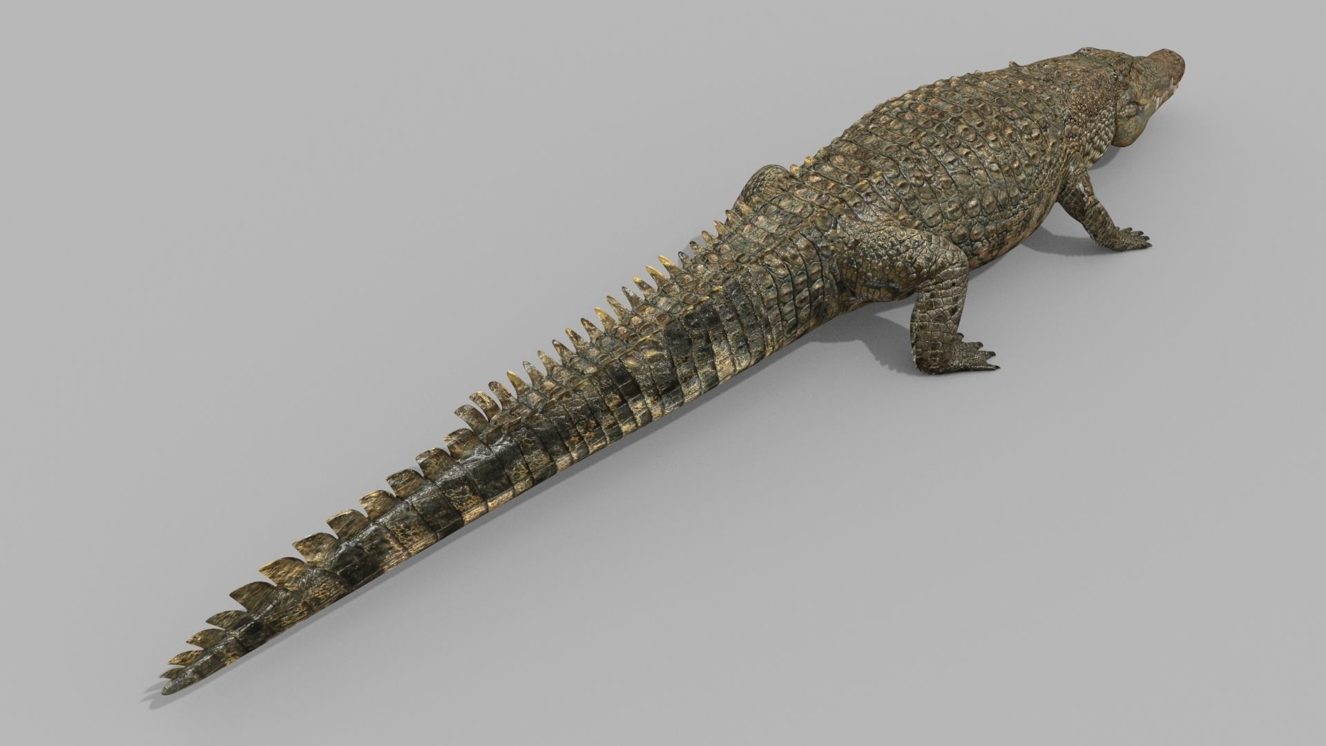 Crocodile PRO - 8K 3D Animated Crocodile Model   3D model_14