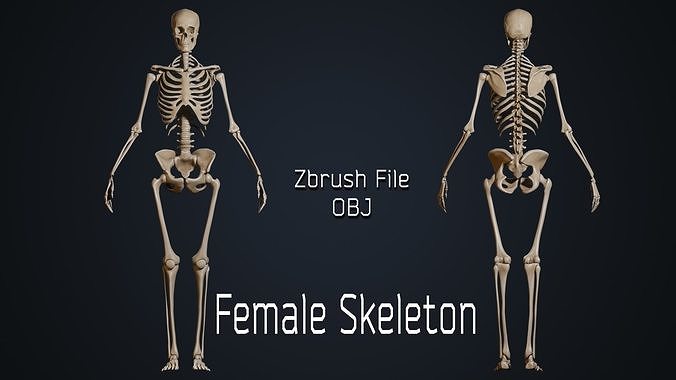 Female Skeleton 3D model