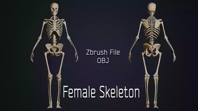 Female Skeleton 3D model