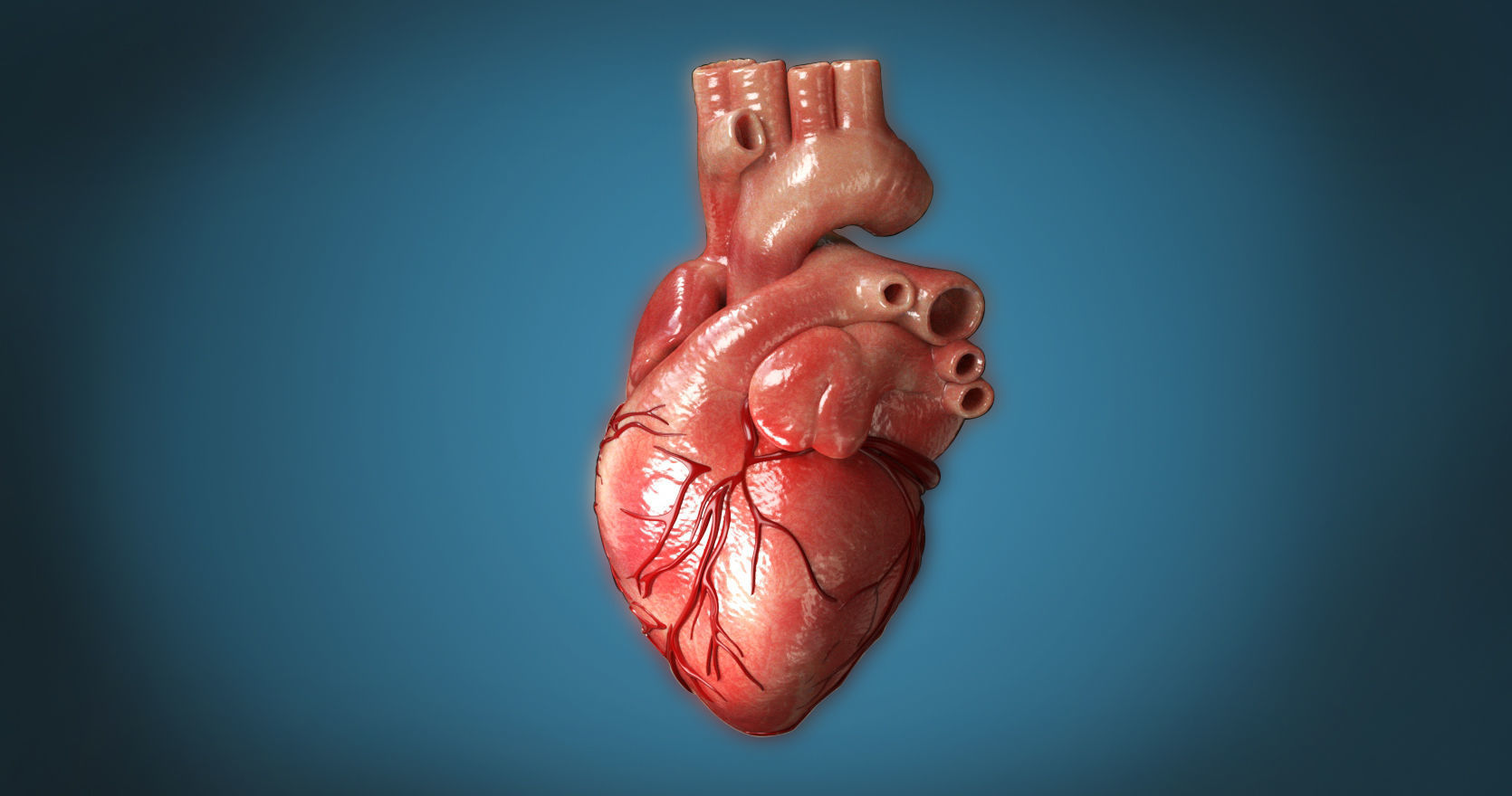Human Heart 3D model_2