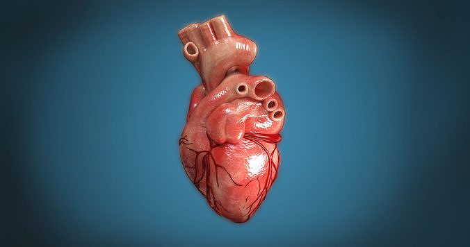 Human Heart 3D model