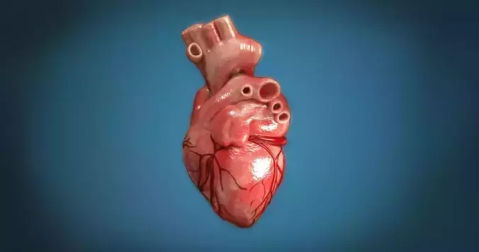 Human Heart 3D model