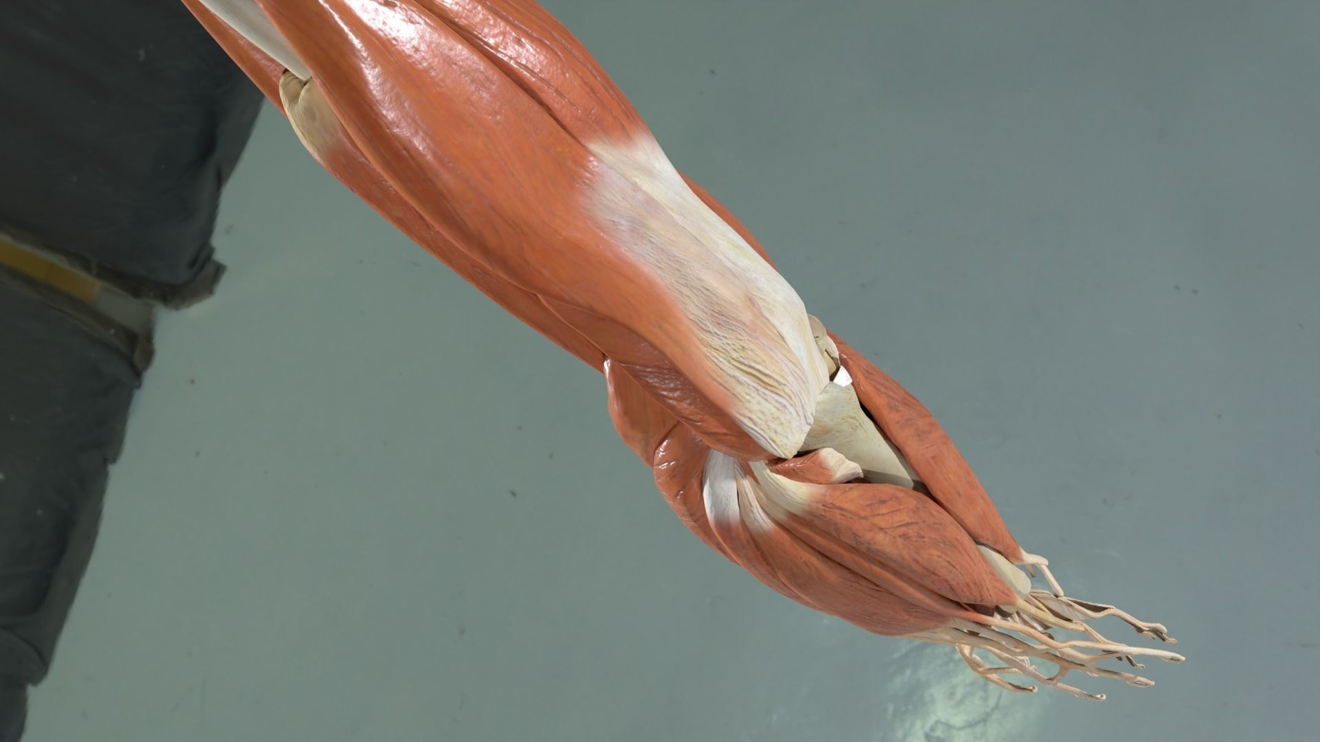 Elbow with muscles and ligaments 3D model_5