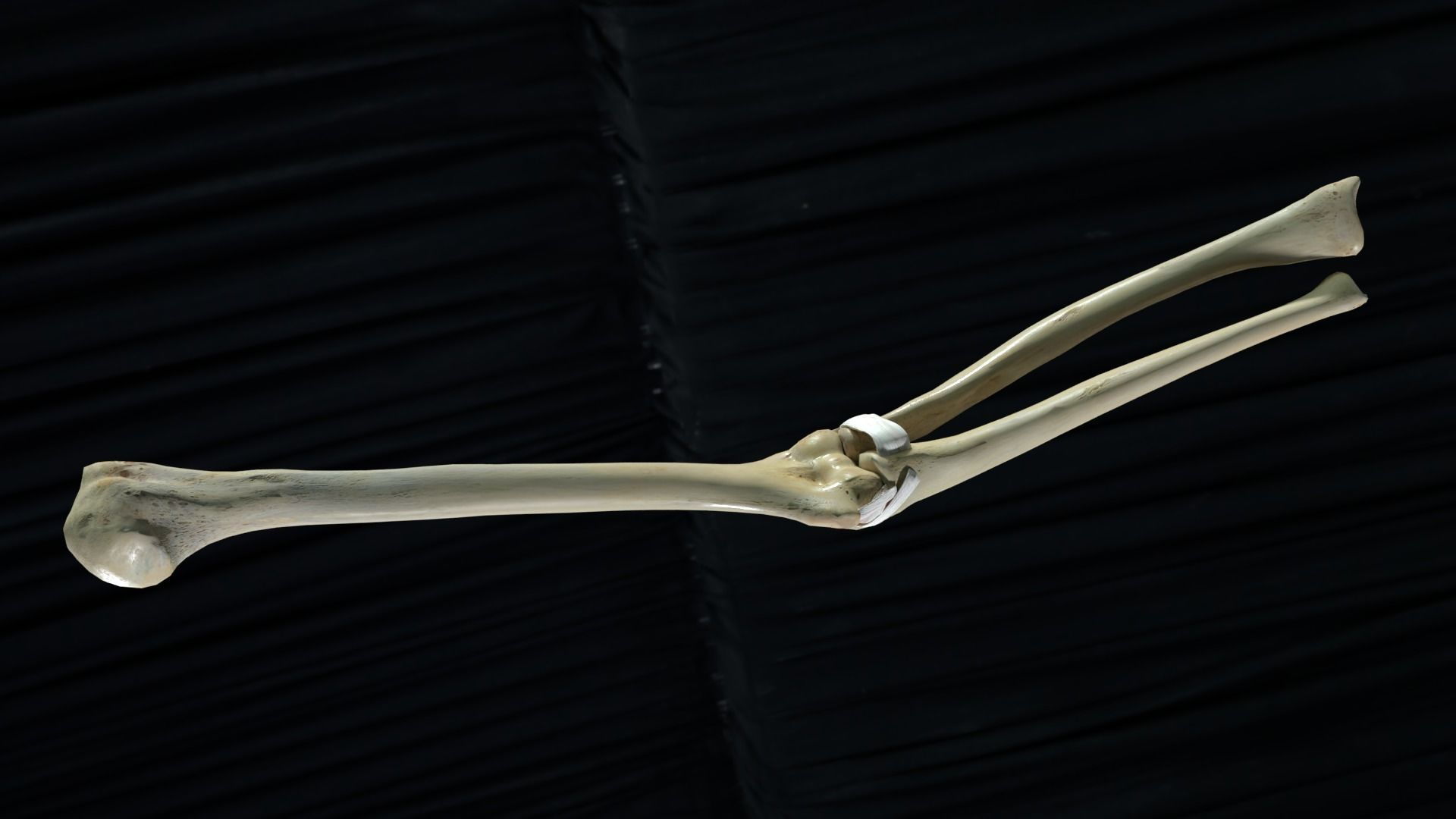 Elbow with muscles and ligaments 3D model_1