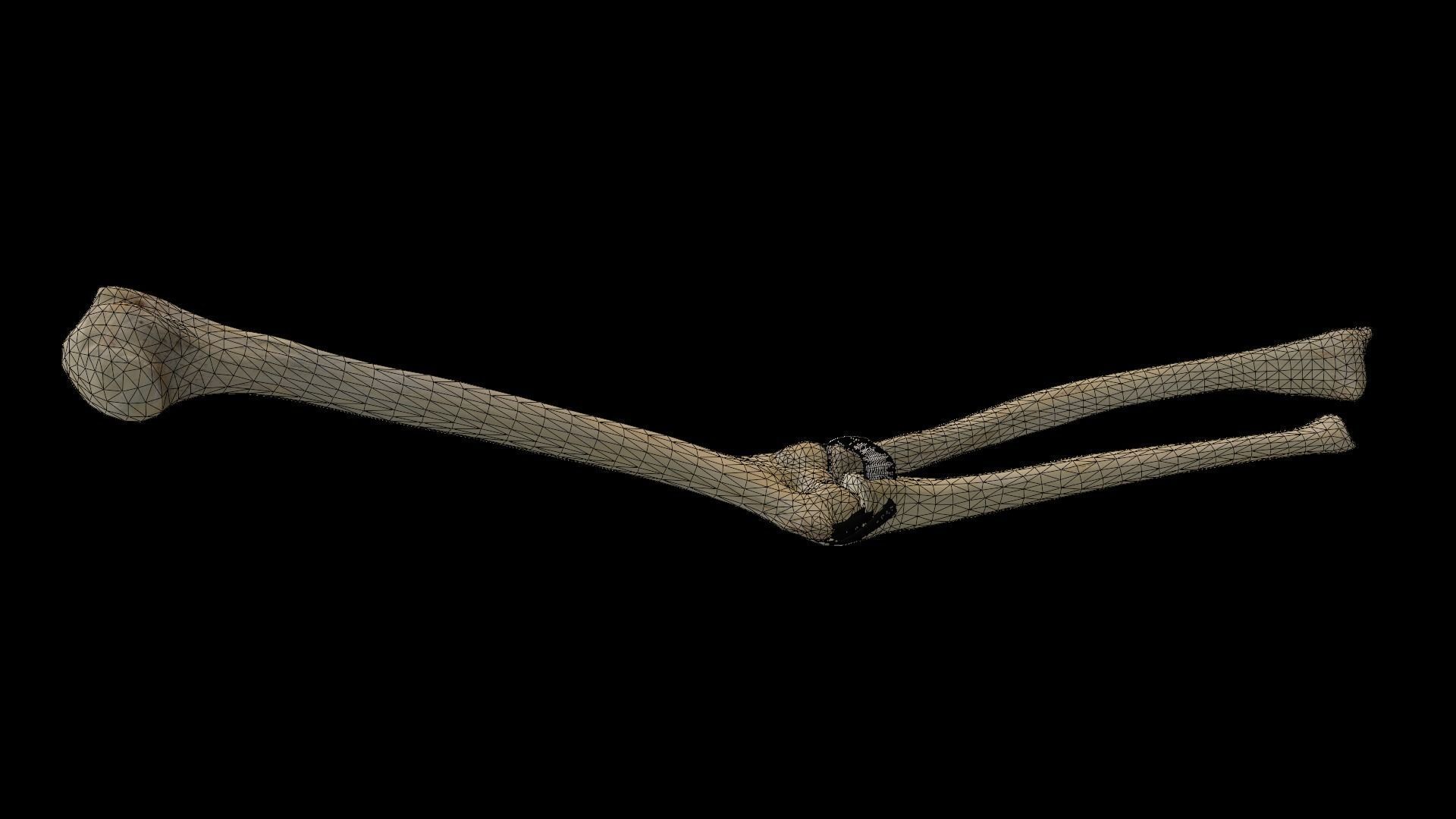 Elbow with muscles and ligaments 3D model_4