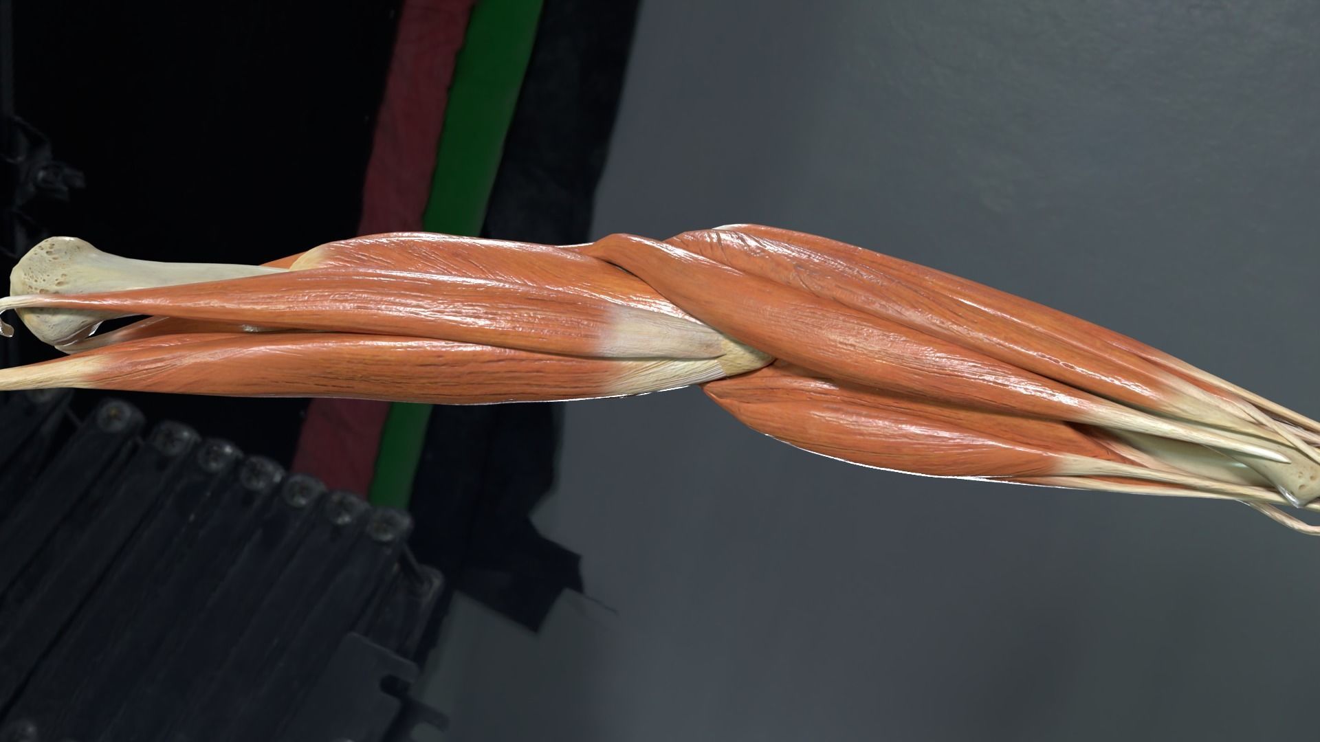Elbow with muscles and ligaments 3D model_3
