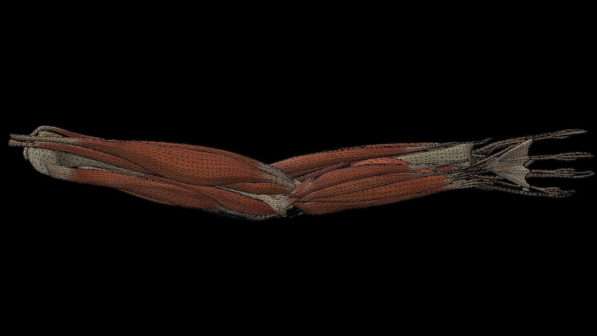 Elbow with muscles and ligaments 3D model_2